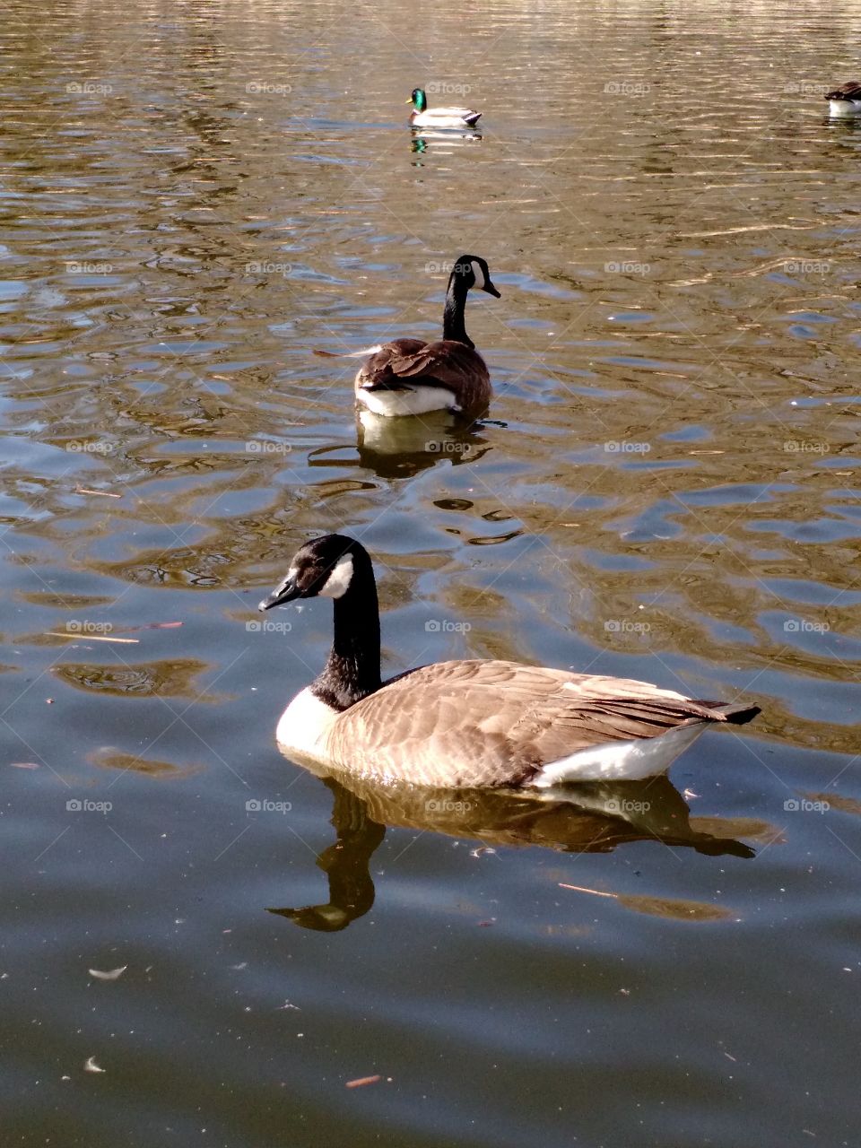 geese swimming. Green Bay Wi