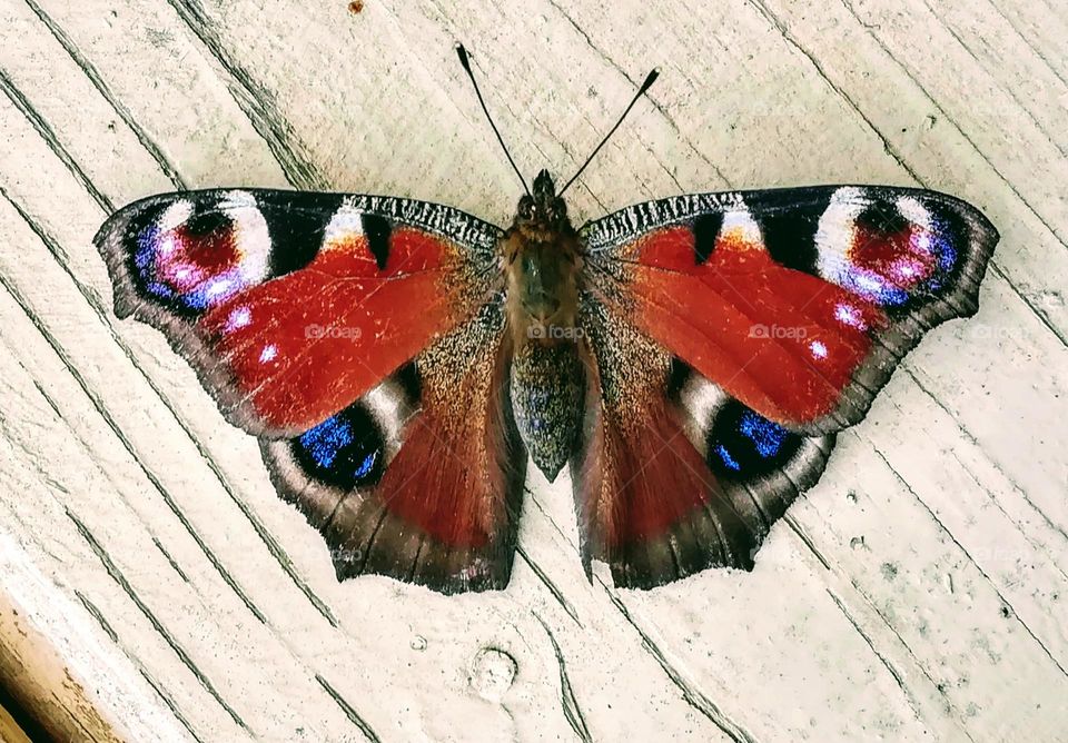 Ein schöner Tagpfauenauge - a beautiful peacock butterfly
