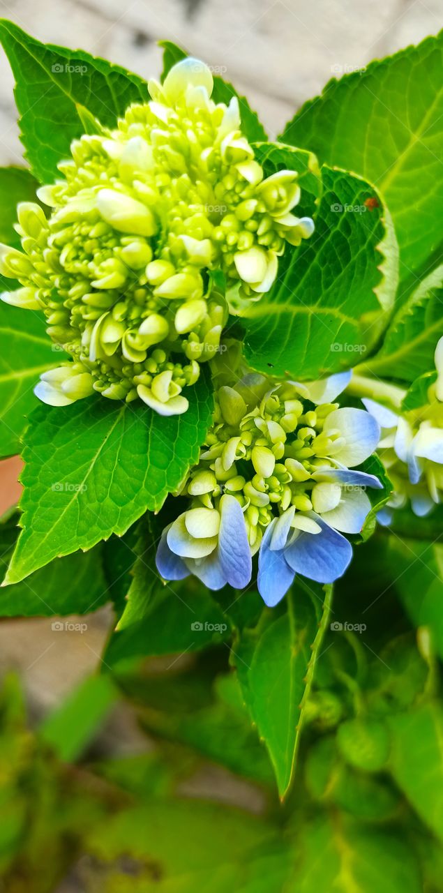 Hydrangea beauty.