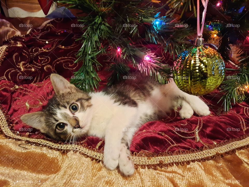 Relaxing under the tree