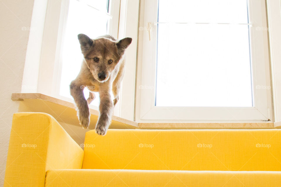 Dog jumping off yellow couch