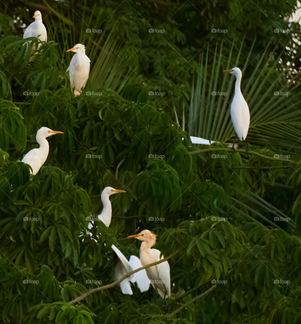 Egrets flock - returned nest