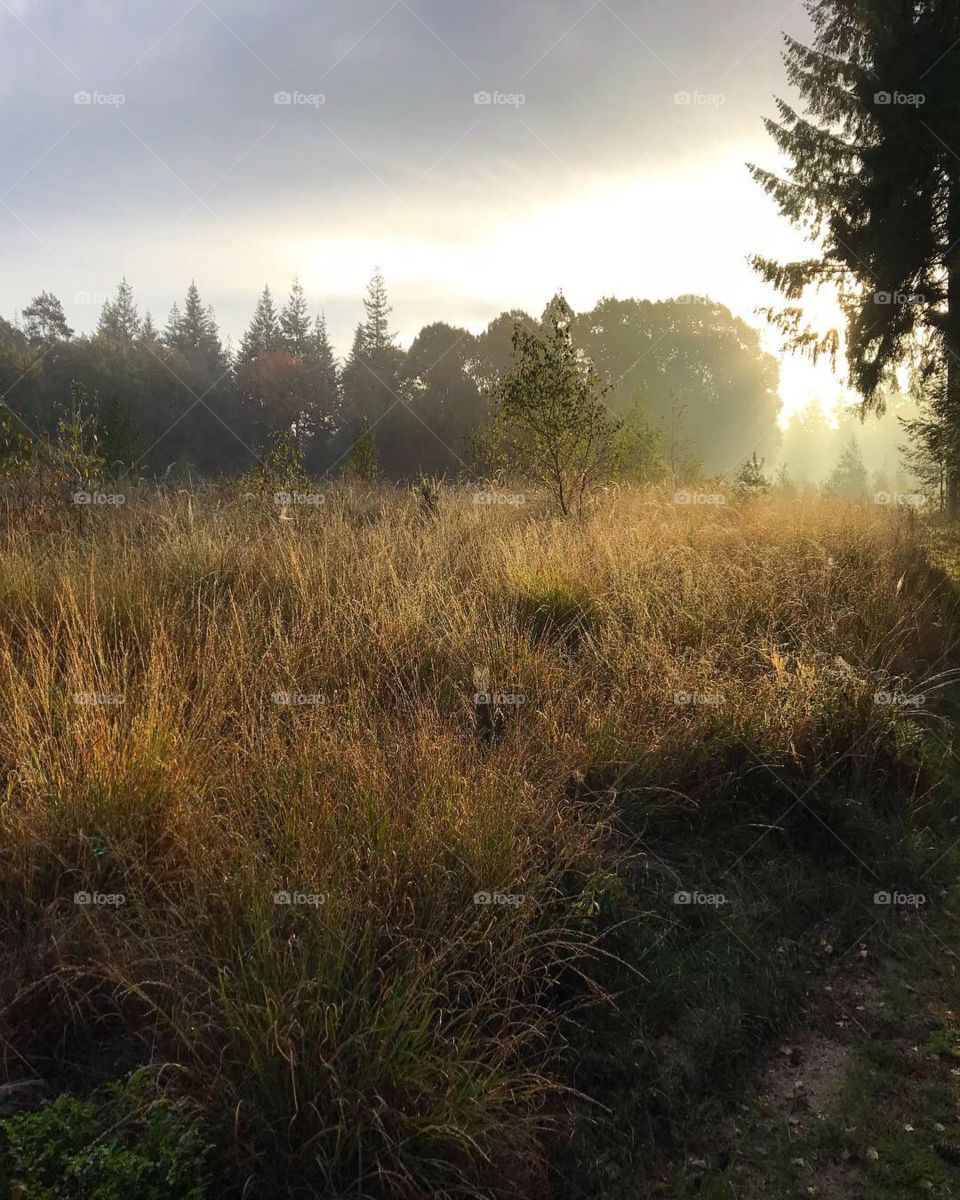 Sunset at nature park in the Netherlands, Veluwe