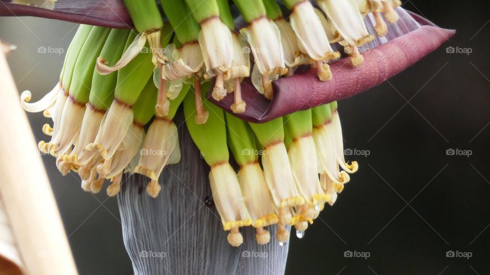 banana flowers