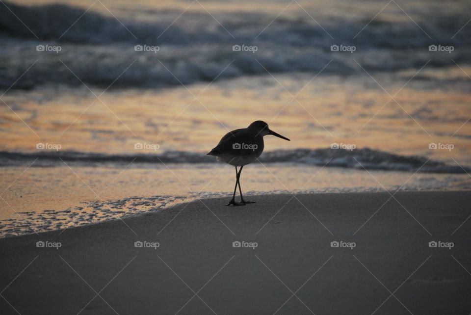 Bird on the beach 