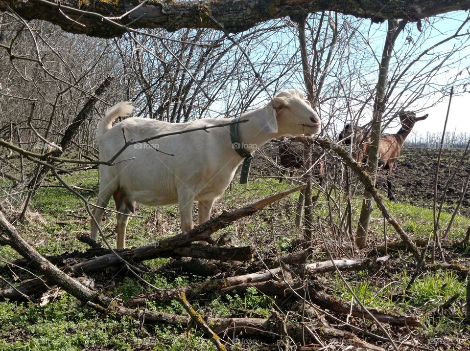 A white goat eats branches in the forest, next to a field.