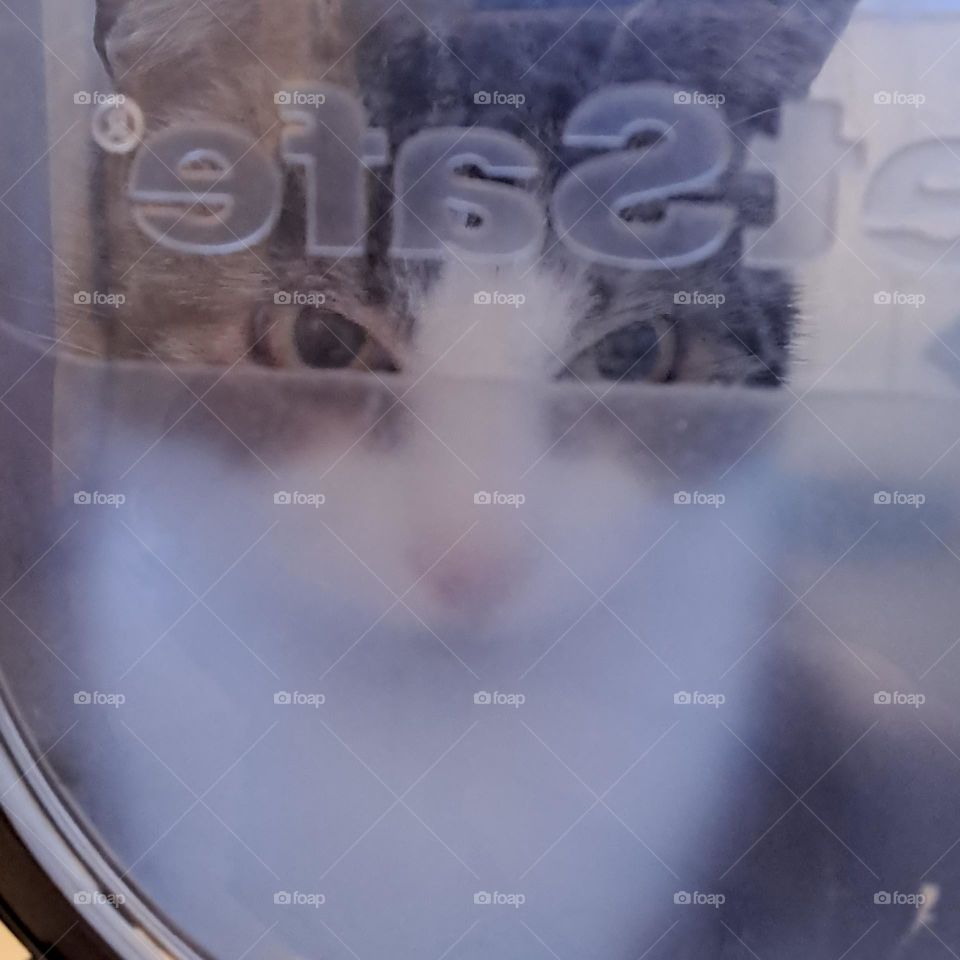 spooky tabby cat, lookong through a catflap window