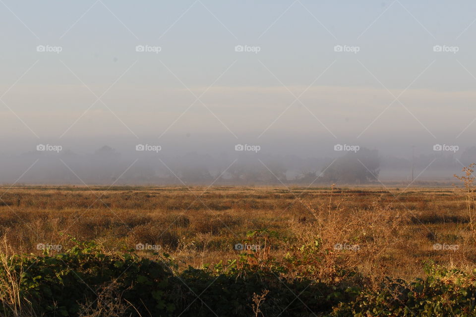 foggy landscape