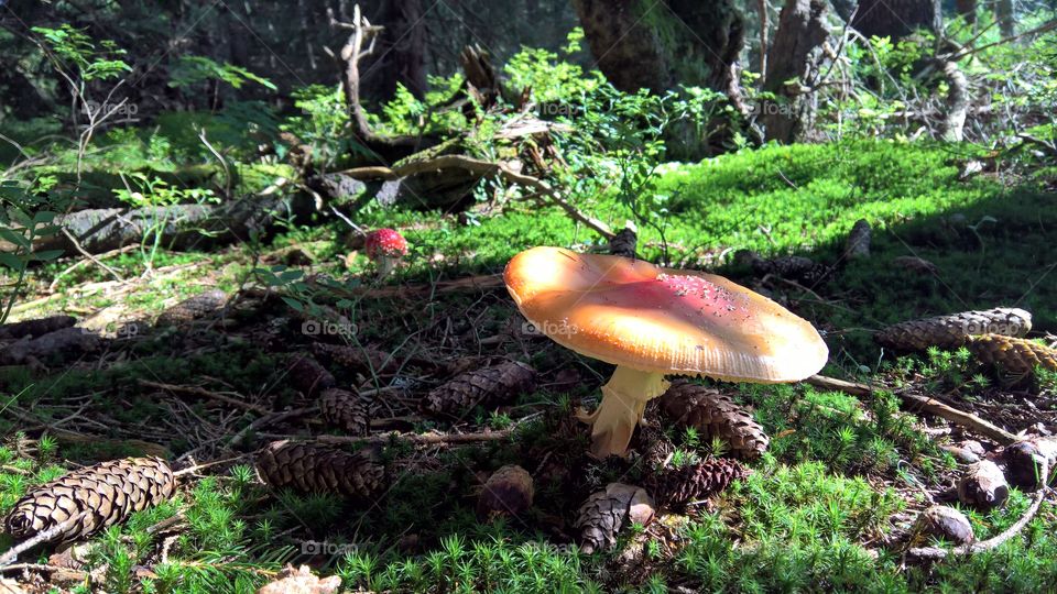 Mushroom in Tatra Mountains