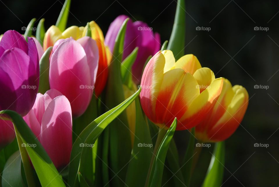 Spring flowers with yellow, purple, pink and orange petals 
