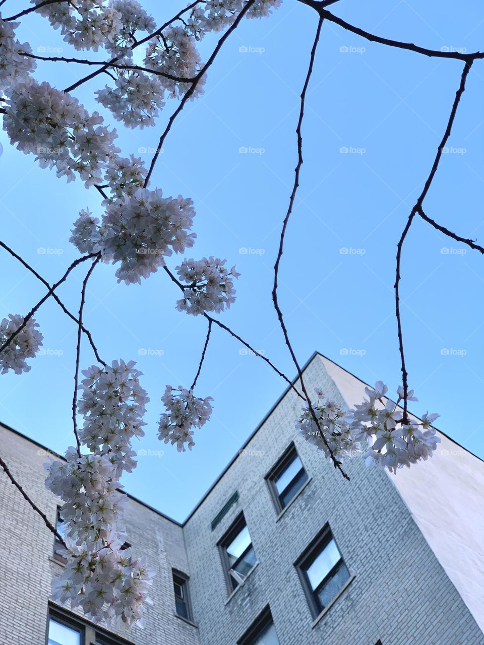 Cherry blossoms and building.