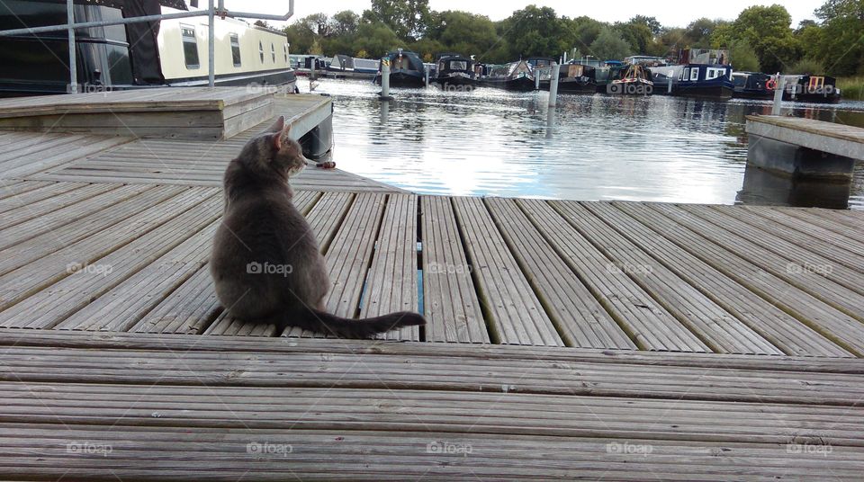 cat on a pontoon