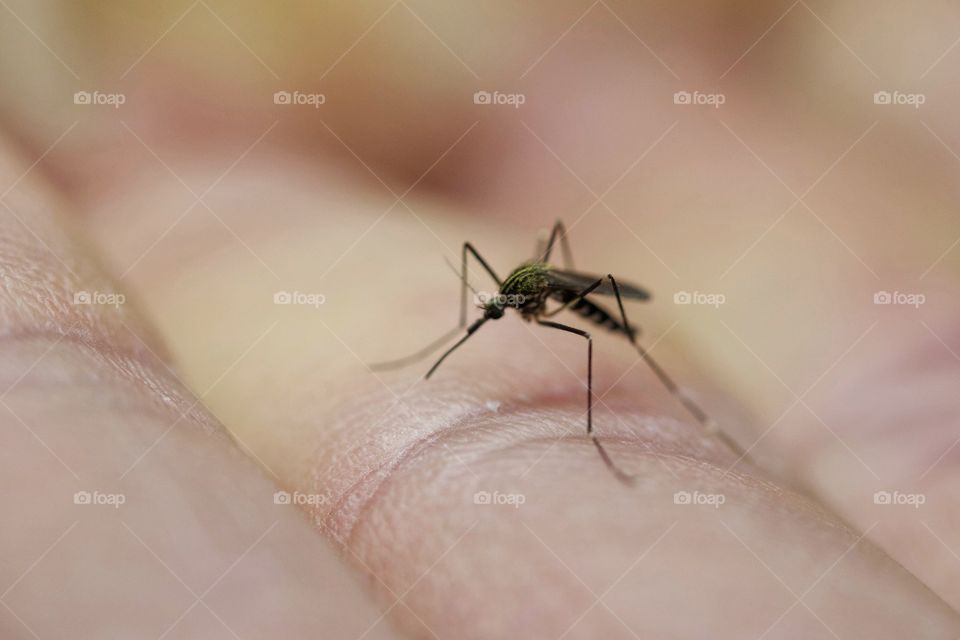Mosquito on human skin and ready to itch