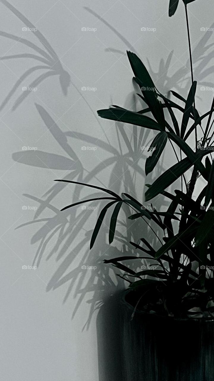 Plants shadow 