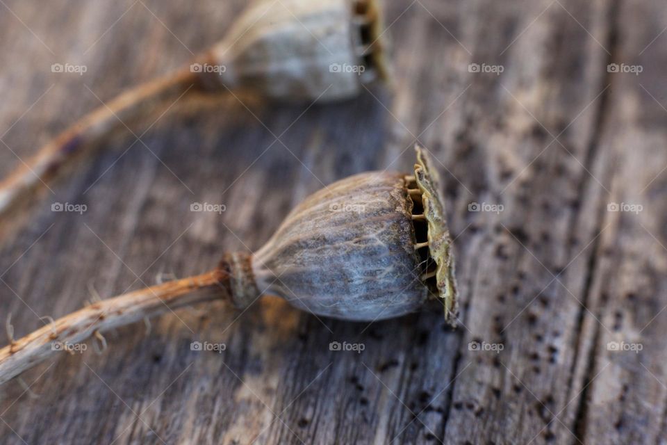 dry poppy pods from which the seeds have spilled lie on a cracked wooden surface.