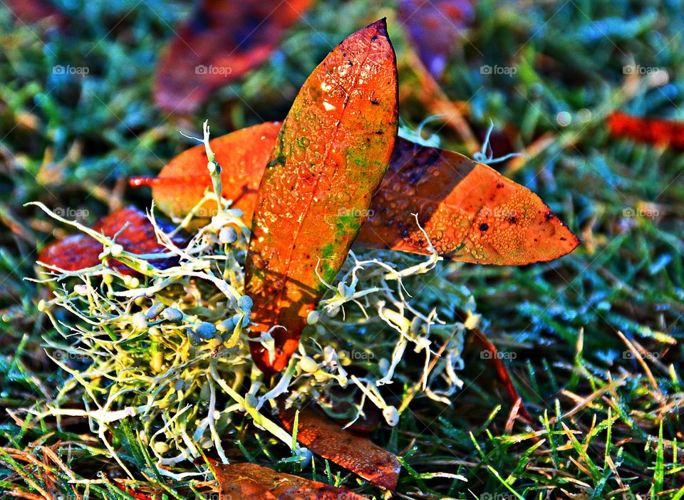 First signs of autumn - Morning dew covers the colorful leaves and the moss