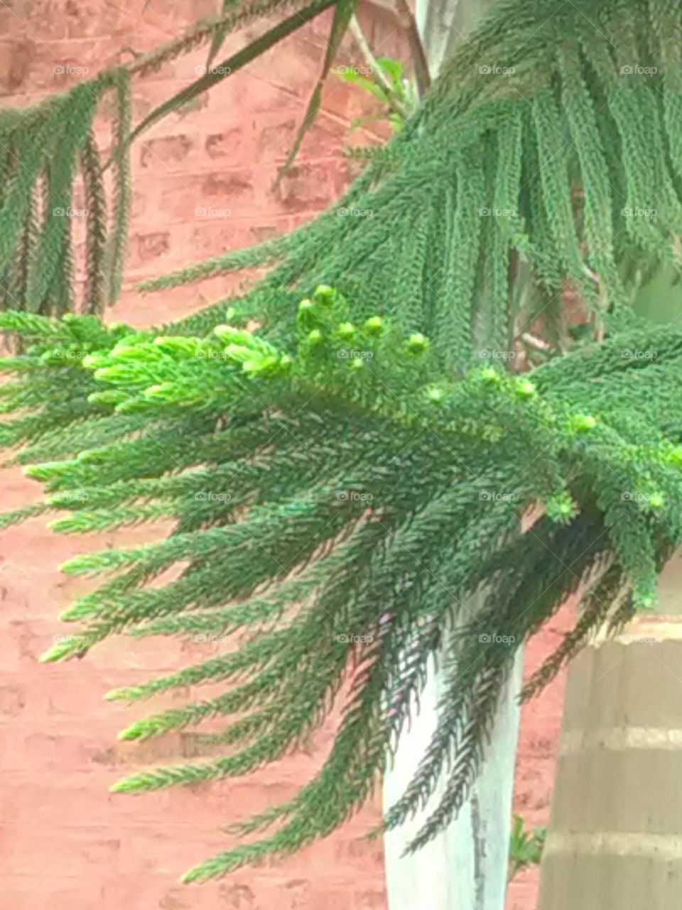 The Garden is the beginning of our daily routine, the Garden feels like it is the experience of Santa.