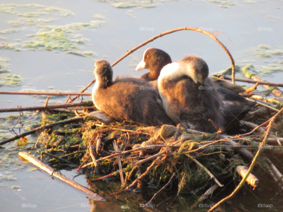 waterfowl nest - common coot with chicks