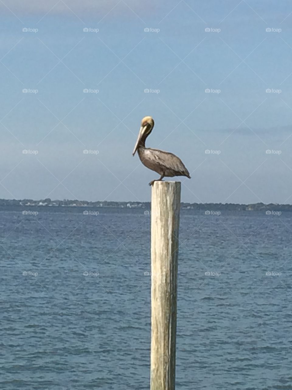 Pelican on the Pier Long Boat Key Florida 