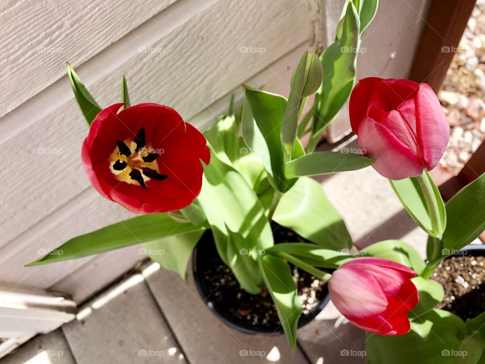 Red tulips in pots