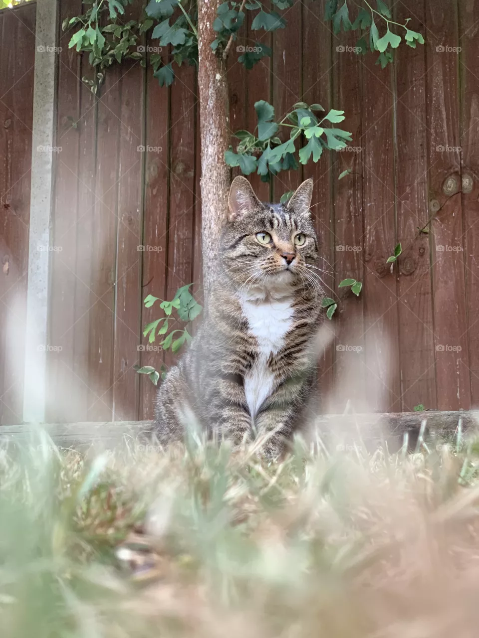 Tabby cat sat in the sunny summer grass 