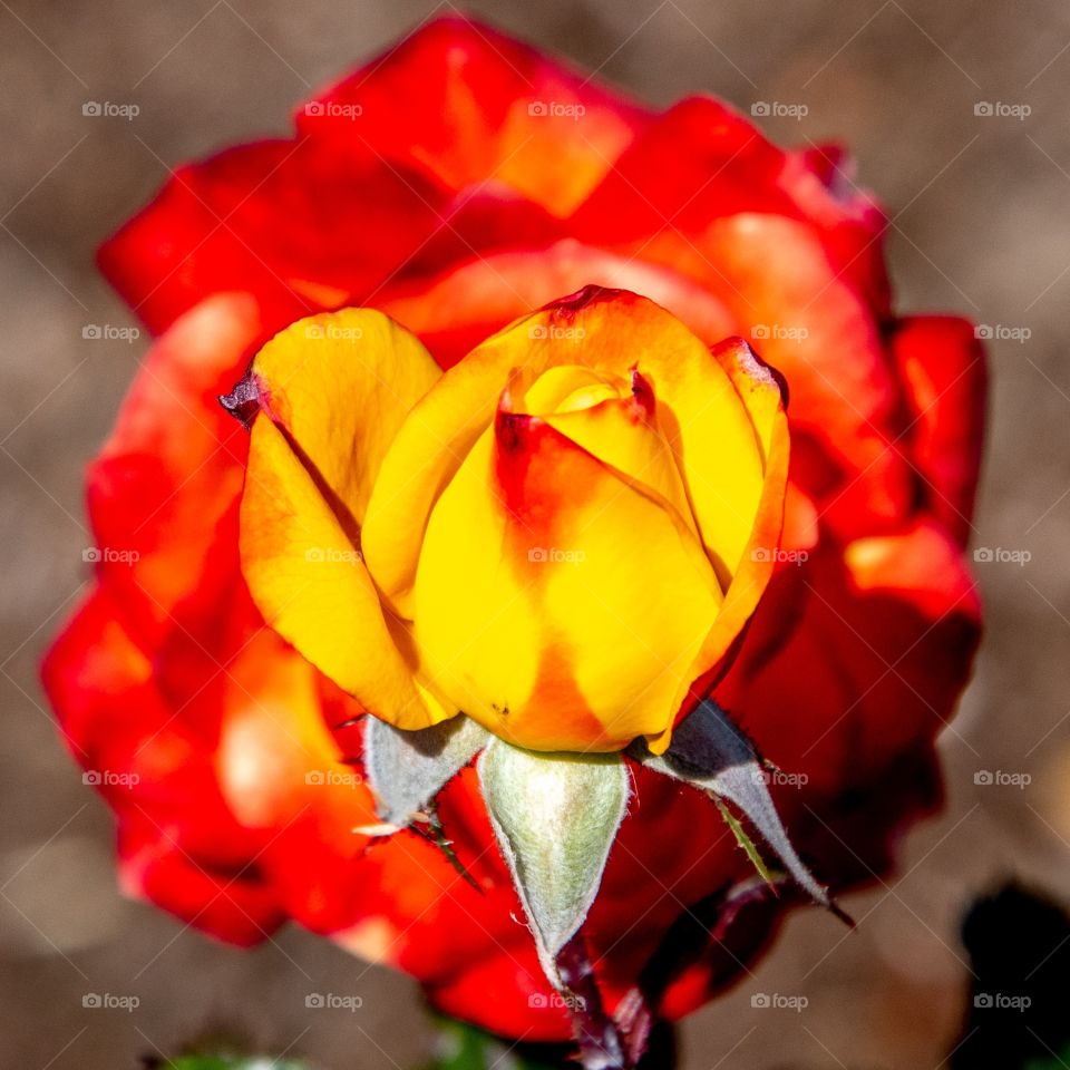 Flaming rose bud