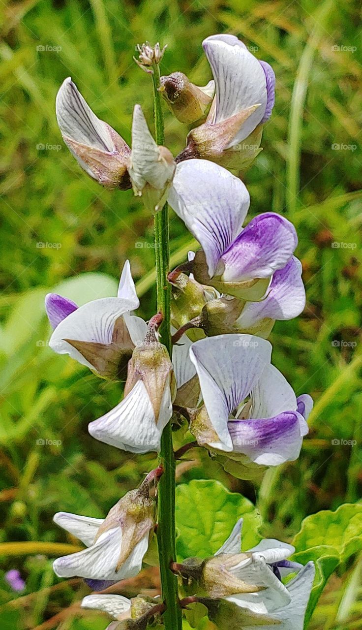 flowers captured