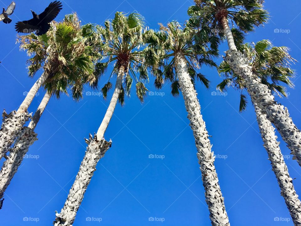 California clear skies Palm trees 