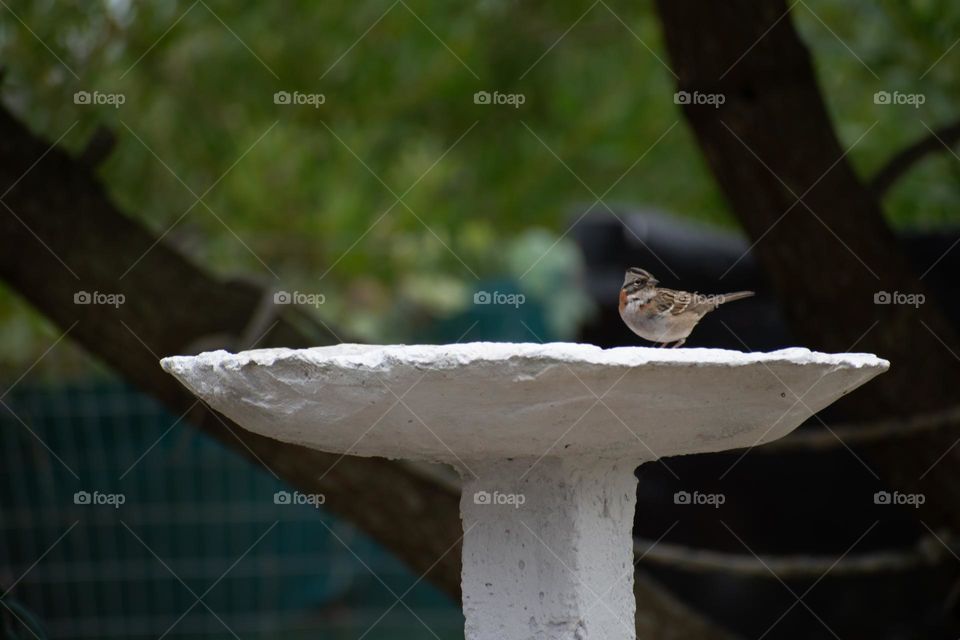 Bebiendo de la fuente. Chingolo. Las Vegas, Canelones. Uruguay. En Mi jardín.