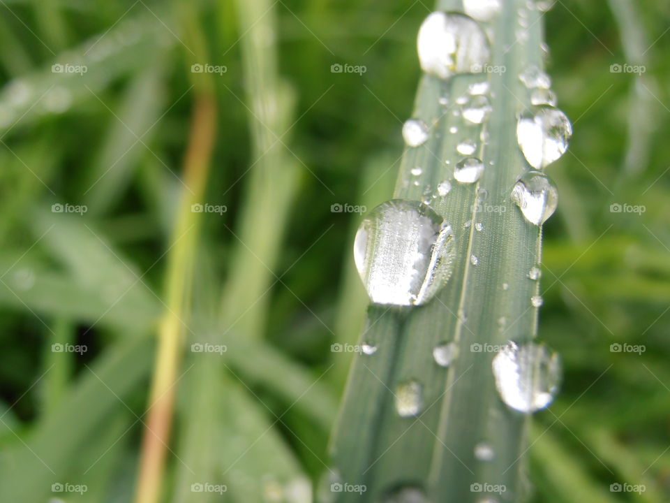 Rain Drops On Grass