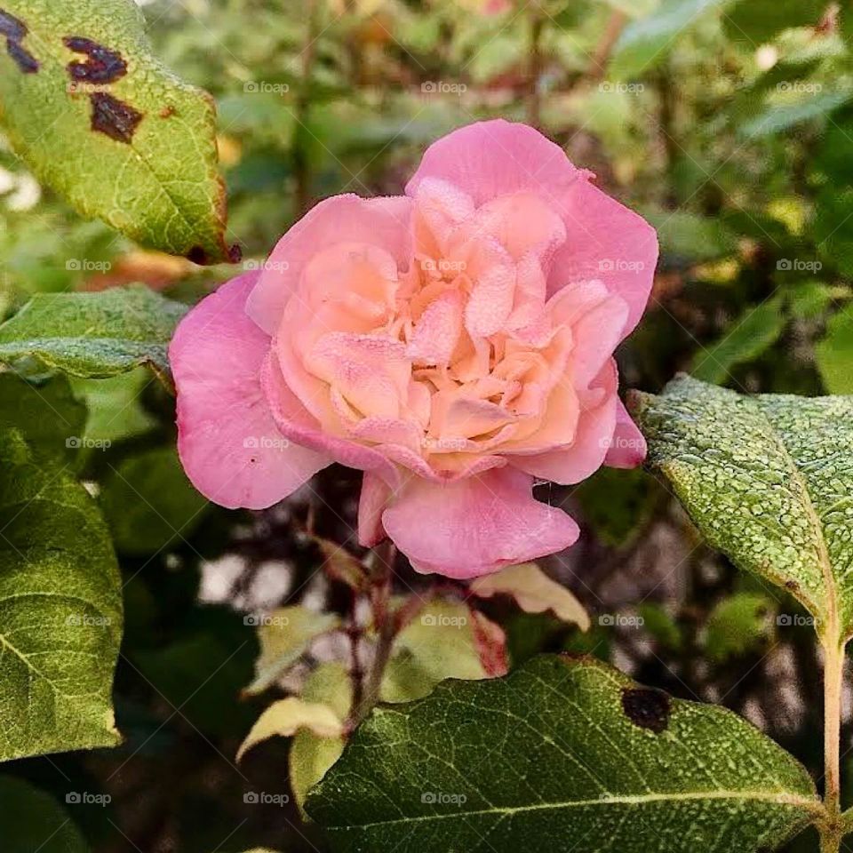 🌹 🇺🇸 Very beautiful flowers to brighten our day.  Live nature and its beauty. Did you like the delicate petals? / 🇧🇷 Flores muito bonitas para alegrar nosso dia. Viva a natureza e sua beleza. Gostaram das pétalas delicadas? 