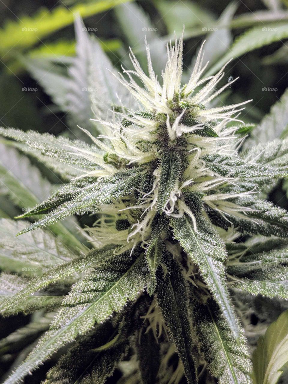 just starting to flower