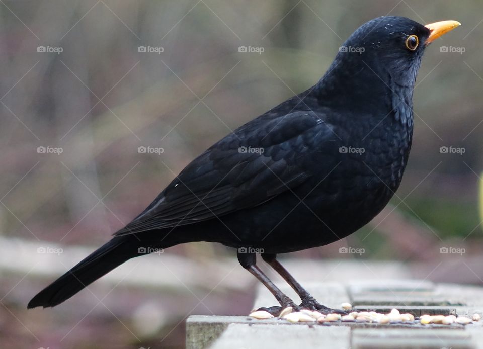 Majestic black bird