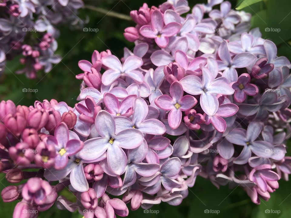 Lilacs 