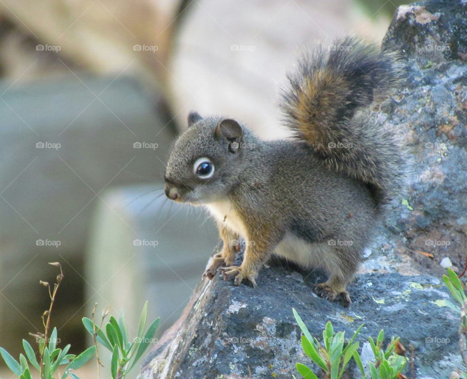 Squirrel