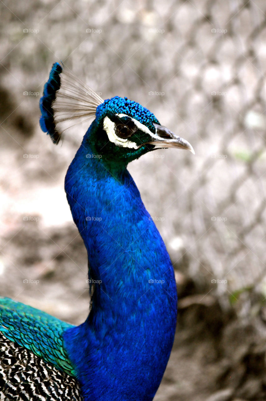 Peacock