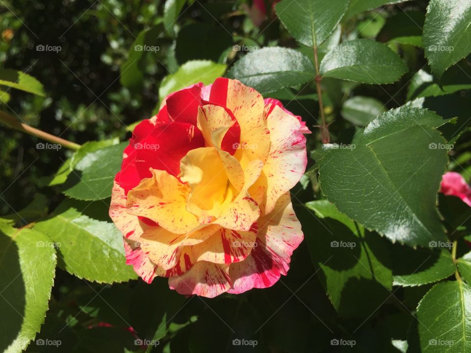 Rose beauty 