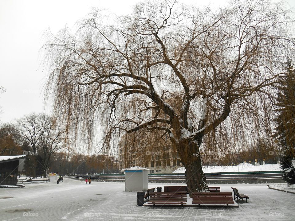 Winter, Snow, Tree, Weather, Cold