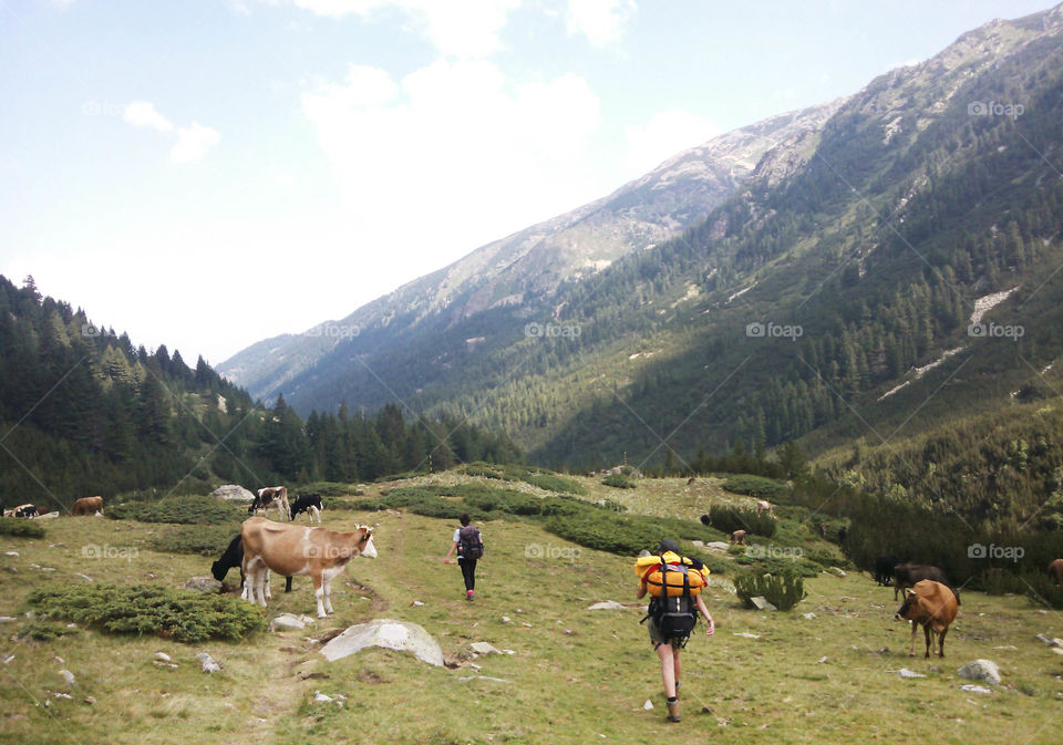 Mountain trip, people and cows