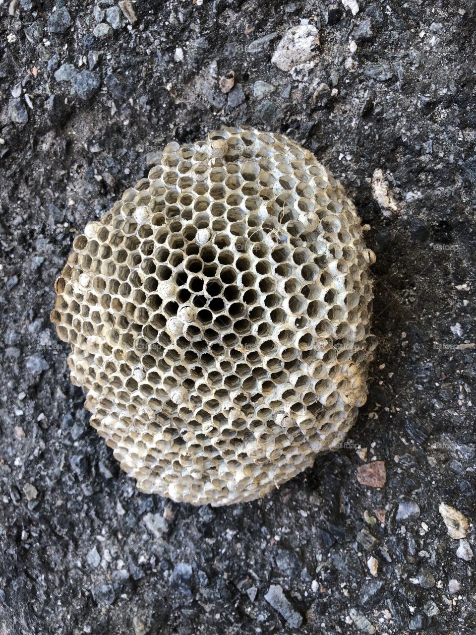 Empty wasp nest 