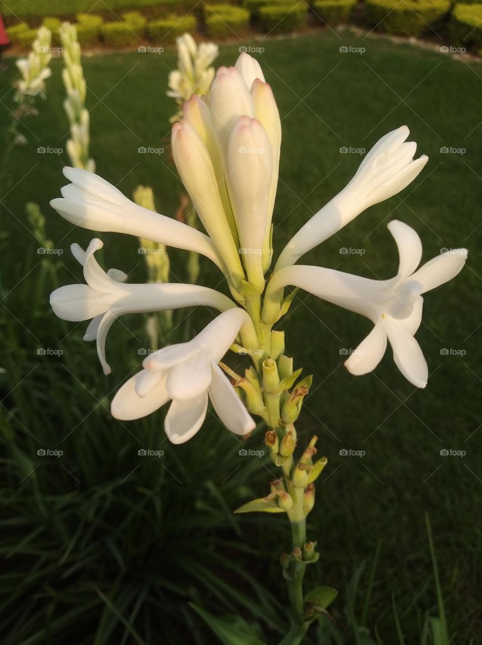 white flower buds small size shurb looks very beautiful generally found everywhere seasonal fresh