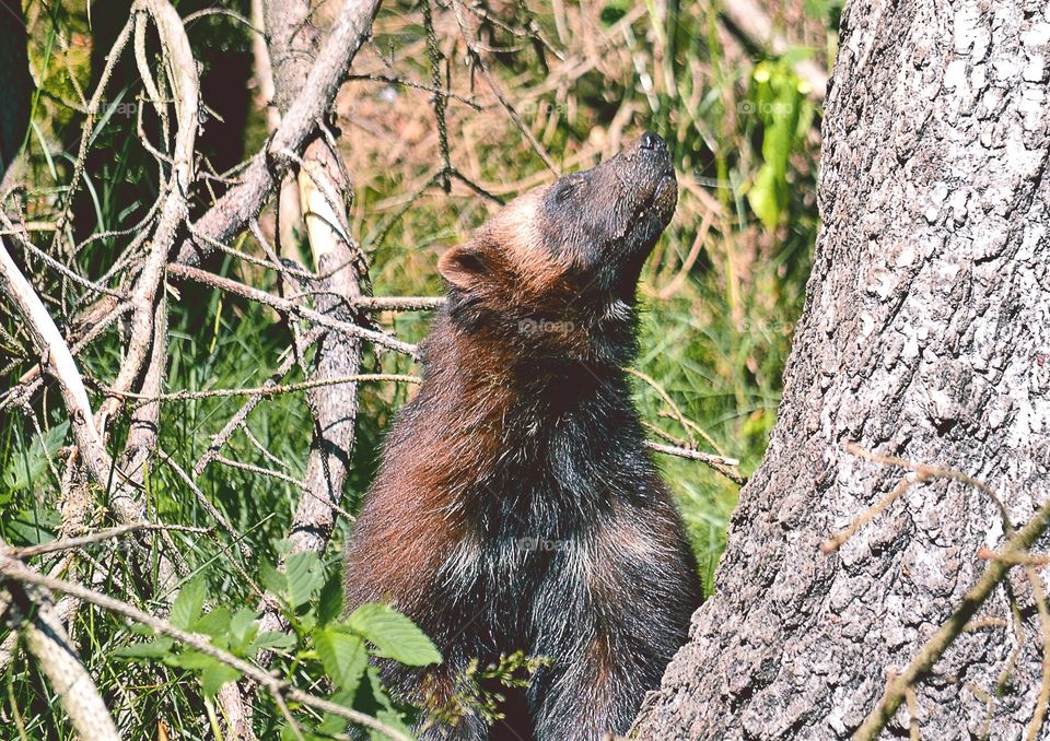 Wolverine. Swedish järv - wolverine a small predator