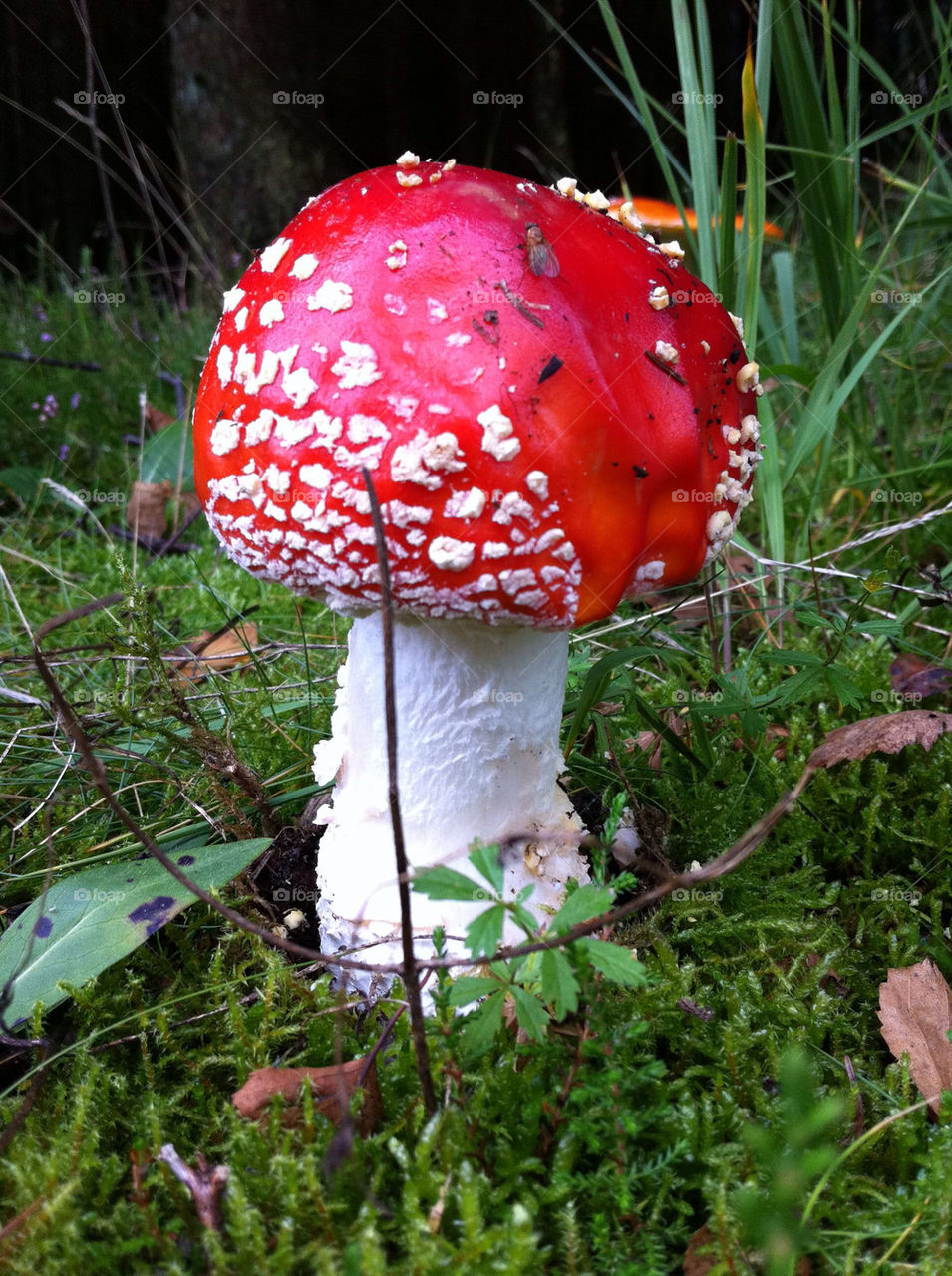 Close-up of fly agaric mushroom