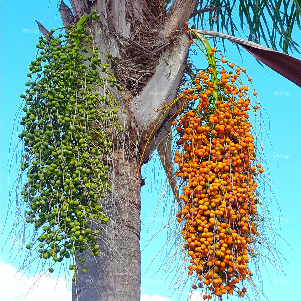 Tree, Nature, Flora, Leaf, No Person