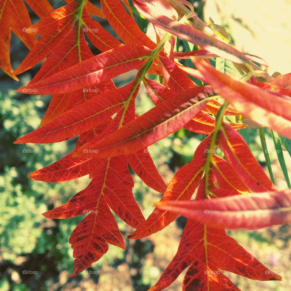 Red leaves 