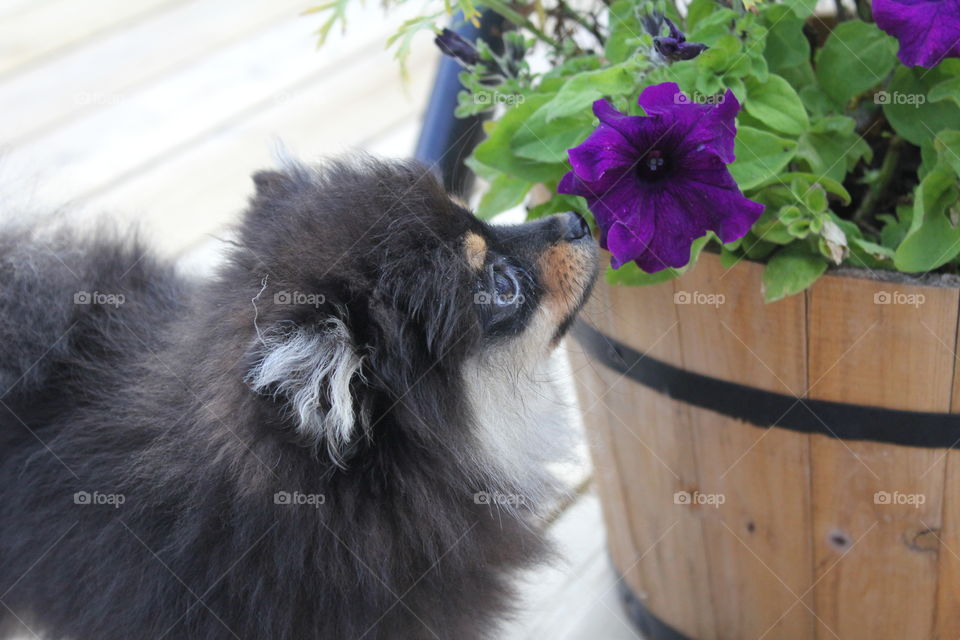 Puppy Vs flower