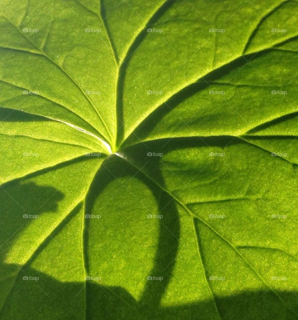 Leaf