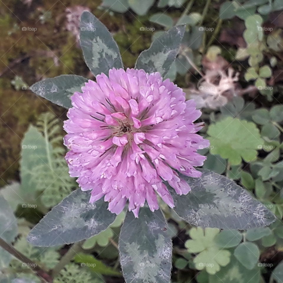 meadow flowers in autumn  - dark pink clover