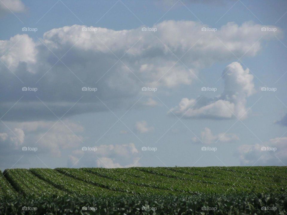 beautiful Iowa field