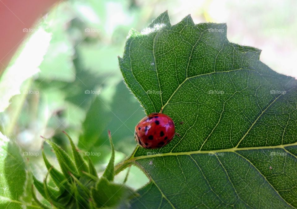 ladybug
